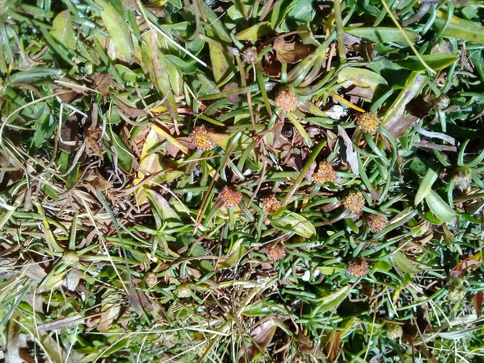 Baccharis davidsonii Cuatrec. Baccharis davidsonii Cuatrec.