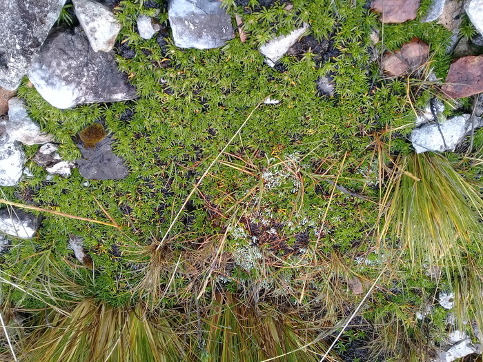 Baccharis davidsonii Cuatrec. Baccharis davidsonii Cuatrec.