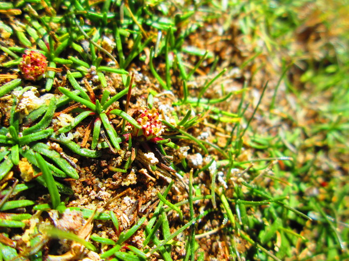 Baccharis acaulis (Wedd. ex R.E.Fr.) Cabrera Baccharis acaulis (Wedd. ex R.E.Fr.) Cabrera