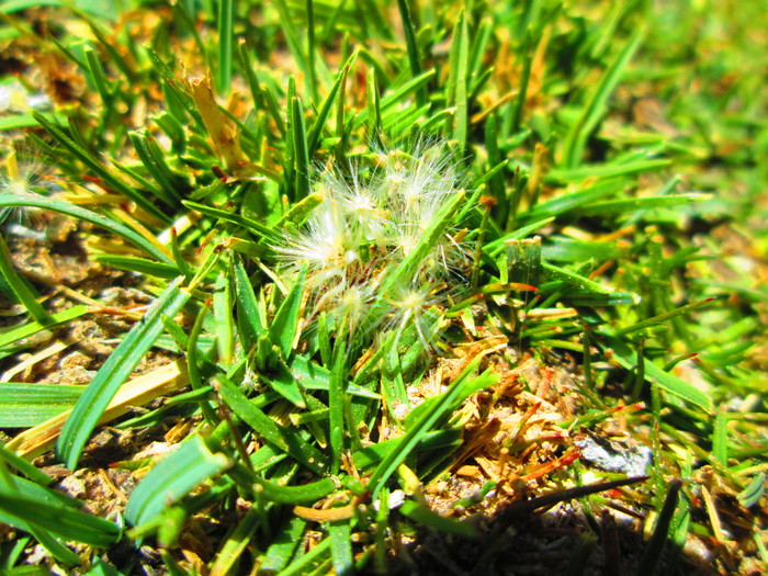 Baccharis acaulis (Wedd. ex R.E.Fr.) Cabrera Baccharis acaulis (Wedd. ex R.E.Fr.) Cabrera
