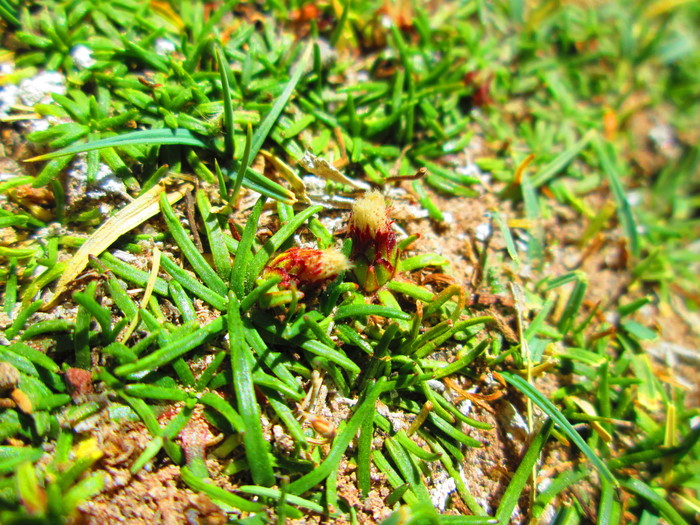 Baccharis acaulis (Wedd. ex R.E.Fr.) Cabrera Baccharis acaulis (Wedd. ex R.E.Fr.) Cabrera