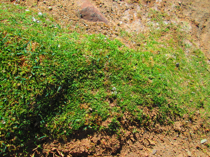 Baccharis acaulis (Wedd. ex R.E.Fr.) Cabrera Baccharis acaulis (Wedd. ex R.E.Fr.) Cabrera