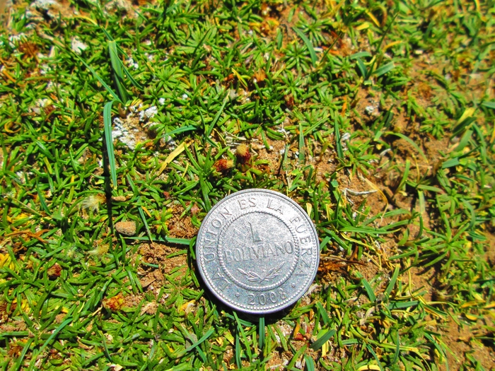 Baccharis acaulis (Wedd. ex R.E.Fr.) Cabrera Baccharis acaulis (Wedd. ex R.E.Fr.) Cabrera