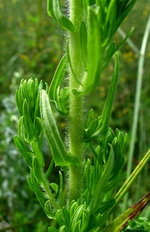 Baccharis scabrifolia G.Heiden