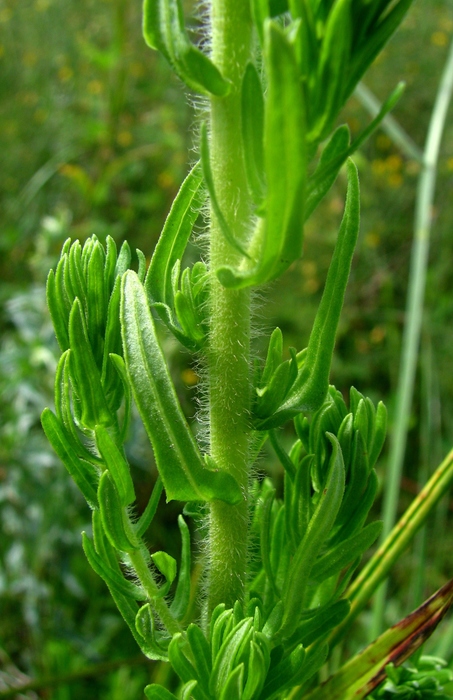 Baccharis scabrifolia G.Heiden Baccharis scabrifolia G.Heiden