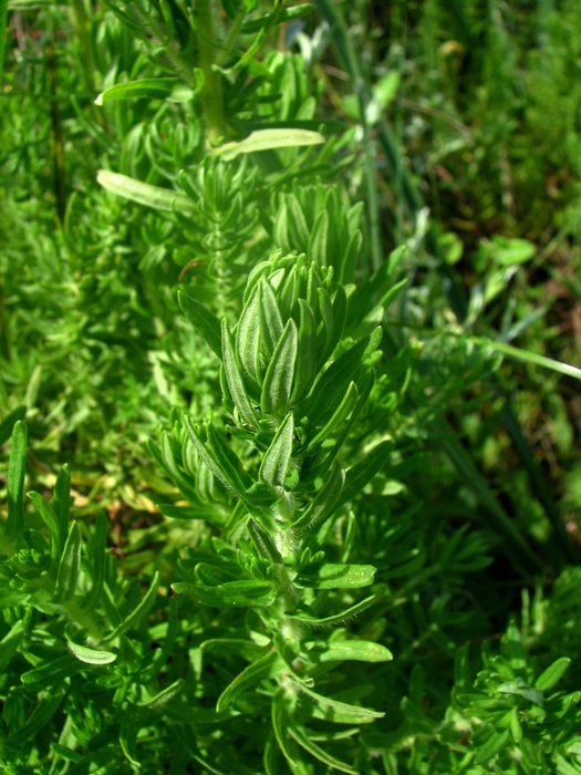 Baccharis scabrifolia G.Heiden