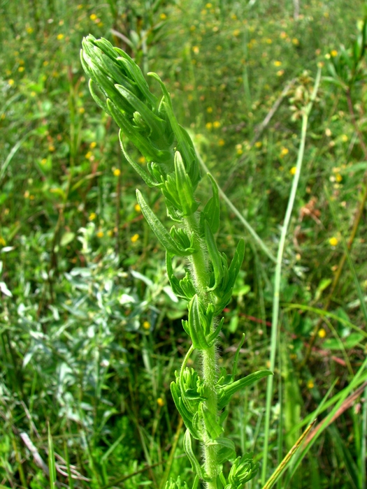 Baccharis scabrifolia G.Heiden