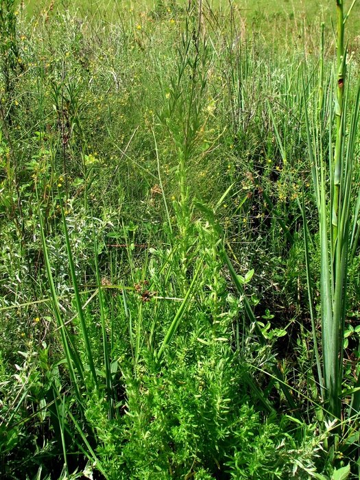 Baccharis scabrifolia G.Heiden Baccharis scabrifolia G.Heiden
