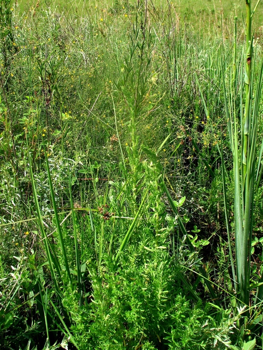 Baccharis scabrifolia G.Heiden