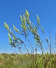 Baccharis pluricapitulata (Deble) G.Heiden
