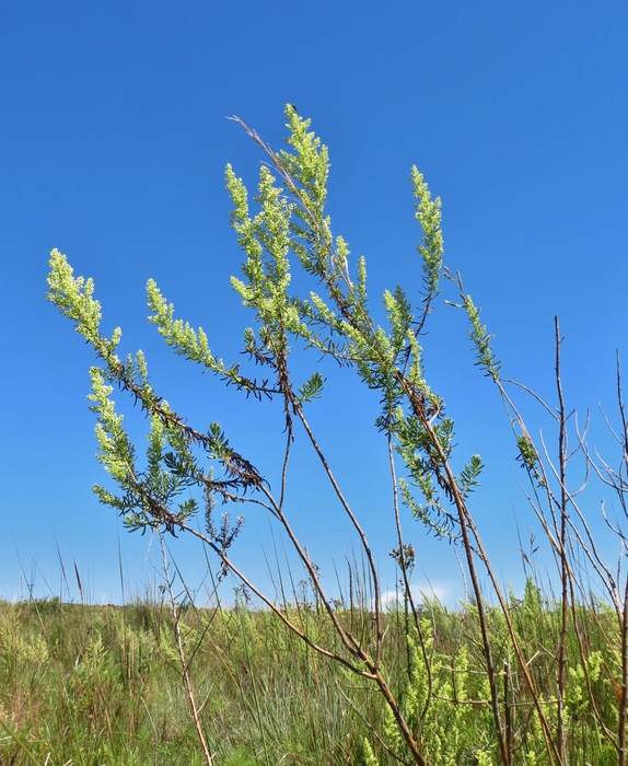 Baccharis pluricapitulata (Deble) G.Heiden