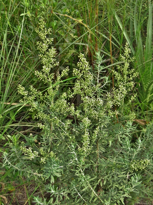 Baccharis pluricapitulata (Deble) G.Heiden Baccharis pluricapitulata (Deble) G.Heiden