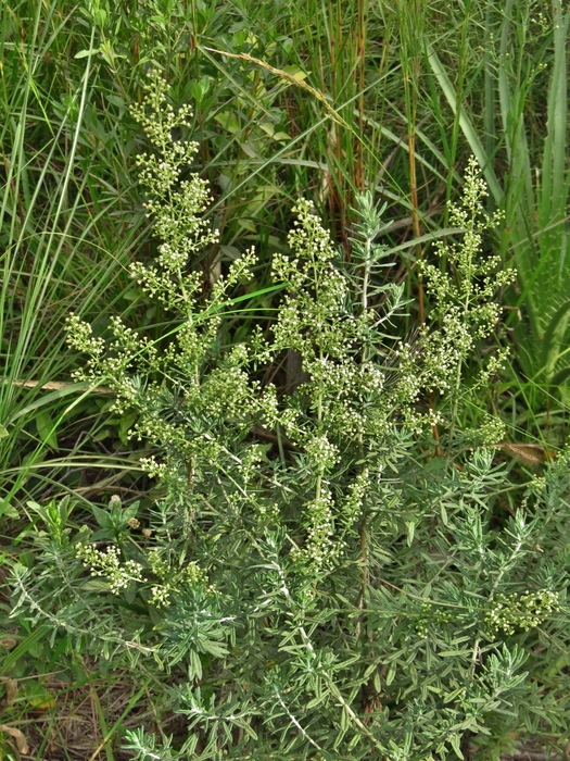 Baccharis pluricapitulata (Deble) G.Heiden