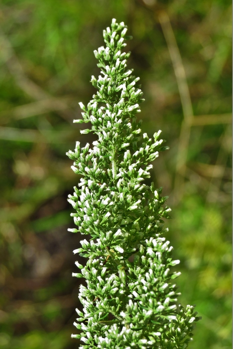 Baccharis pluricapitulata (Deble) G.Heiden Baccharis pluricapitulata (Deble) G.Heiden