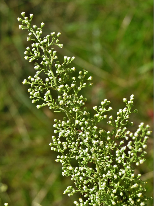Baccharis pluricapitulata (Deble) G.Heiden Baccharis pluricapitulata (Deble) G.Heiden