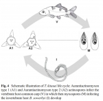 Inferred life cycle of Thelohanellus kitauei