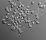 Myxospores of Henneguya salminicola