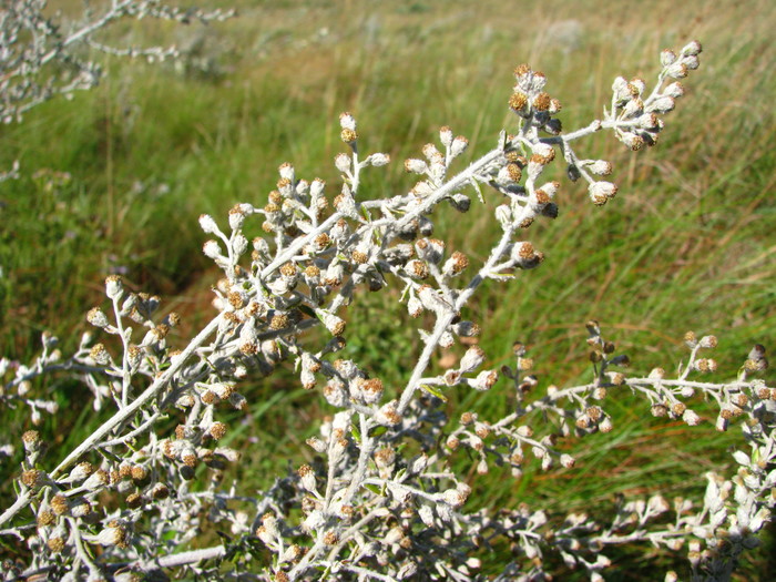 Baccharis albilanosa A.S.Oliveira & Deble Baccharis albilanosa A.S.Oliveira & Deble