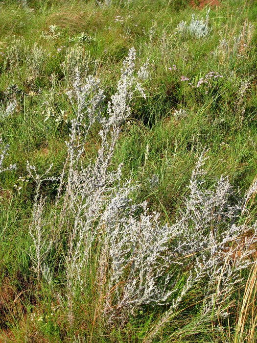 Baccharis albilanosa A.S.Oliveira & Deble