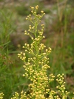Baccharis coridifolia DC.