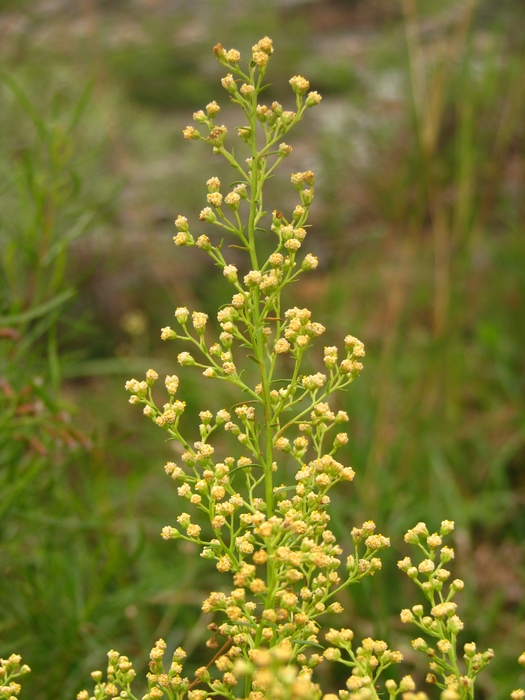 Baccharis coridifolia DC. Baccharis coridifolia DC.