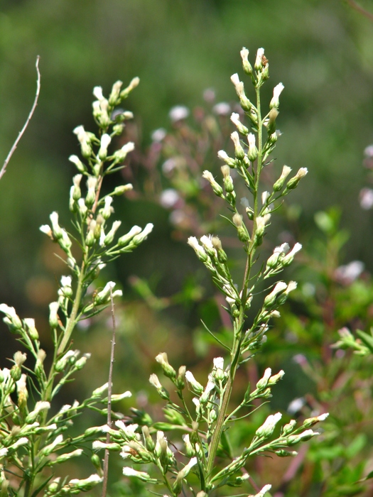 Baccharis coridifolia DC. Baccharis coridifolia DC.