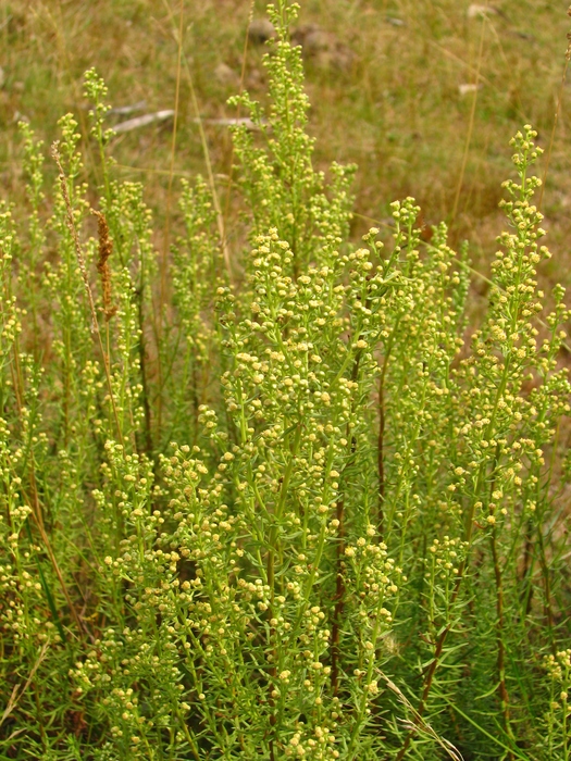 Baccharis coridifolia DC. Baccharis coridifolia DC.
