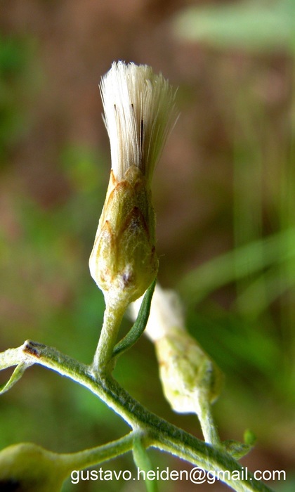 Baccharis artemisioides Hook. & Arn.