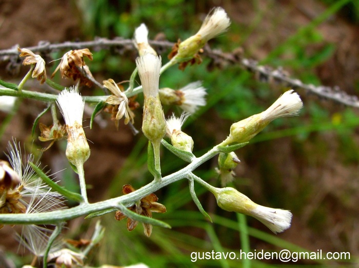 Baccharis artemisioides Hook. & Arn.