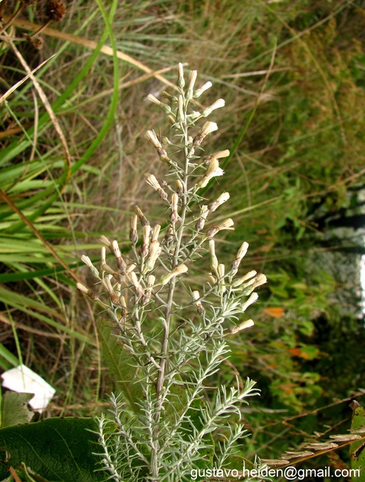 Baccharis artemisioides Hook. & Arn. Baccharis artemisioides Hook. & Arn.