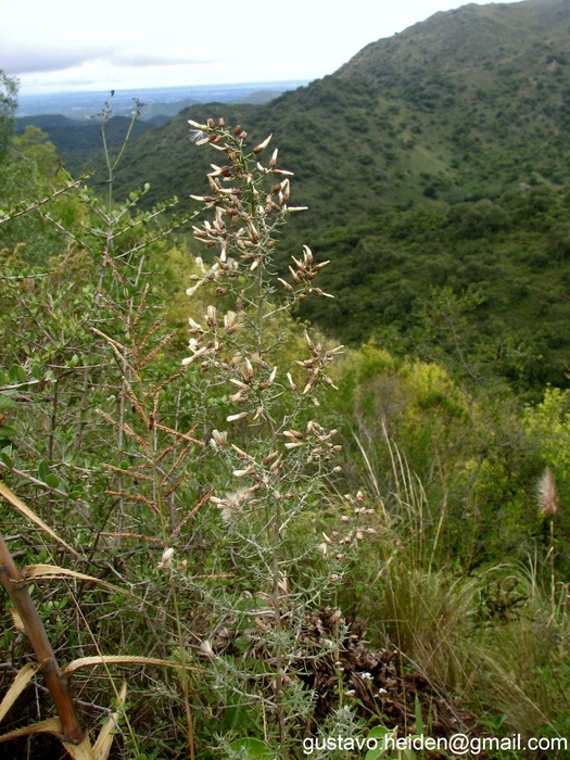 Baccharis artemisioides Hook. & Arn. Baccharis artemisioides Hook. & Arn.