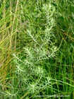 Baccharis artemisioides Hook. & Arn.