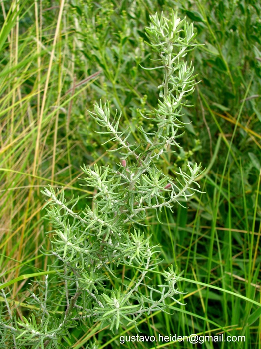 Baccharis artemisioides Hook. & Arn. Baccharis artemisioides Hook. & Arn.