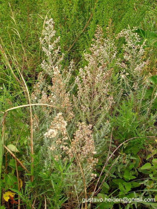 Baccharis artemisioides Hook. & Arn. Baccharis artemisioides Hook. & Arn.
