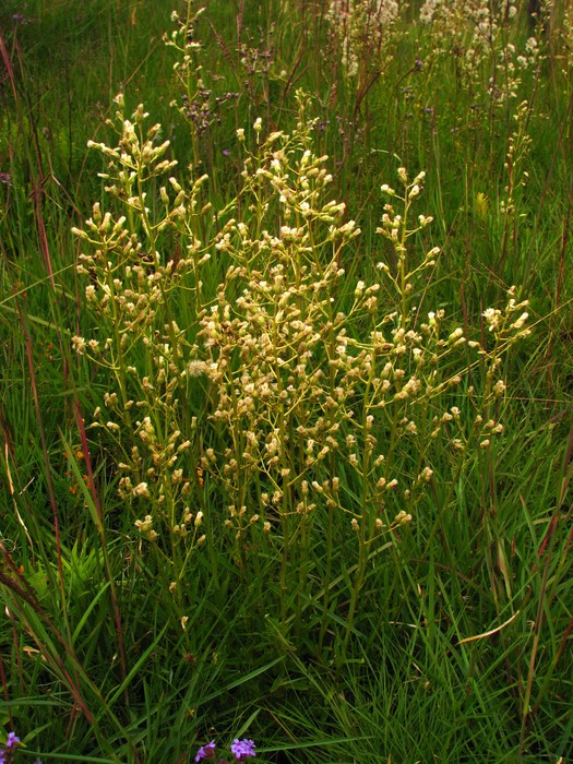 Baccharis erigeroides DC.