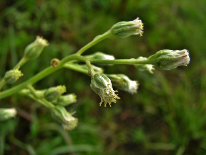 Baccharis erigeroides DC. Baccharis erigeroides DC.