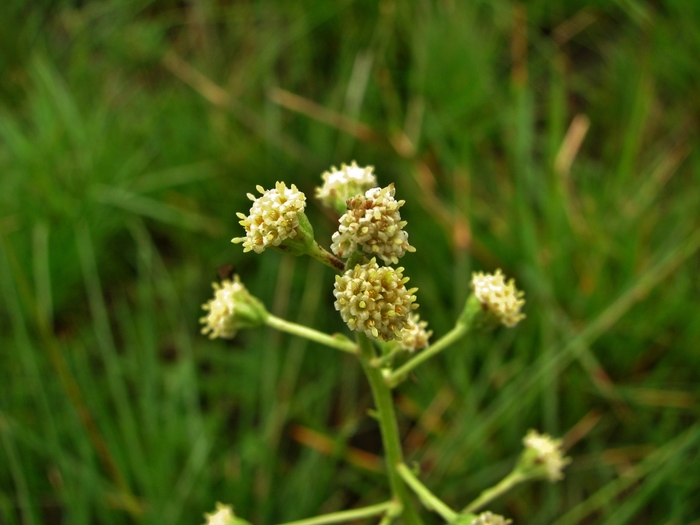 Baccharis erigeroides DC. Baccharis erigeroides DC.