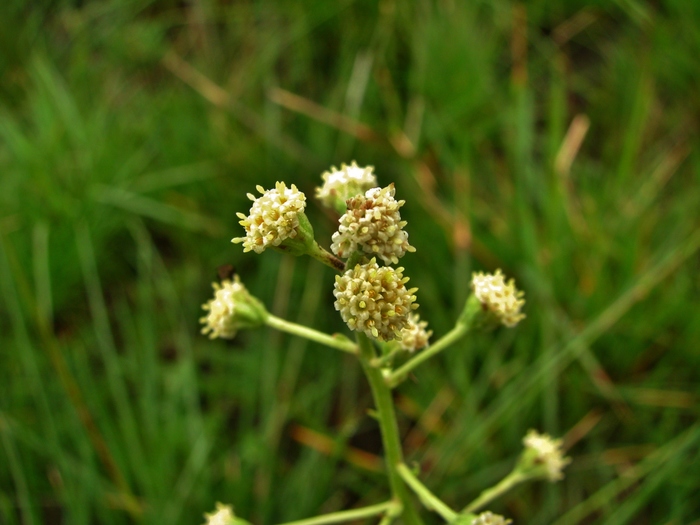 Baccharis erigeroides DC.