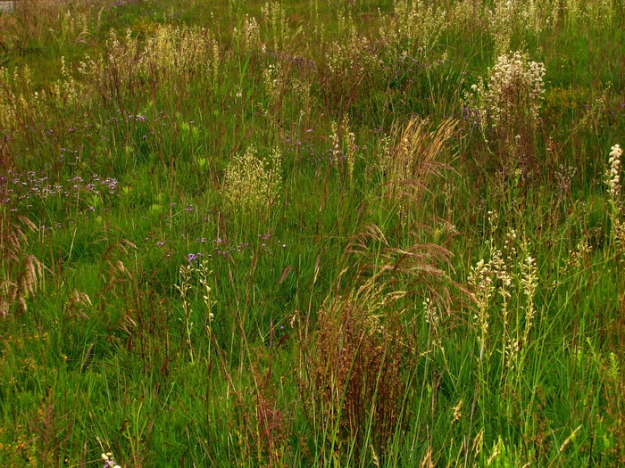 Baccharis erigeroides DC. Baccharis erigeroides DC.