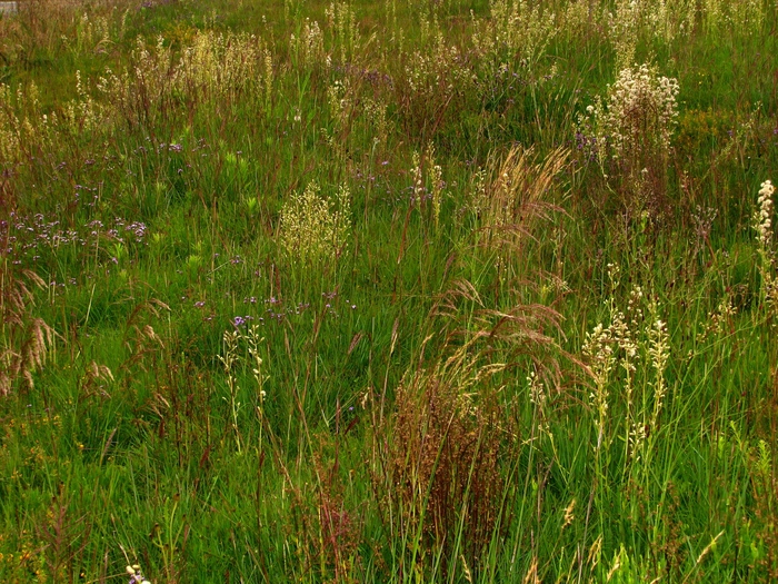 Baccharis erigeroides DC.