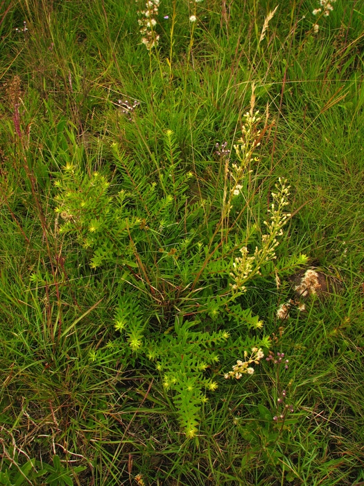 Baccharis erigeroides DC. Baccharis erigeroides DC.