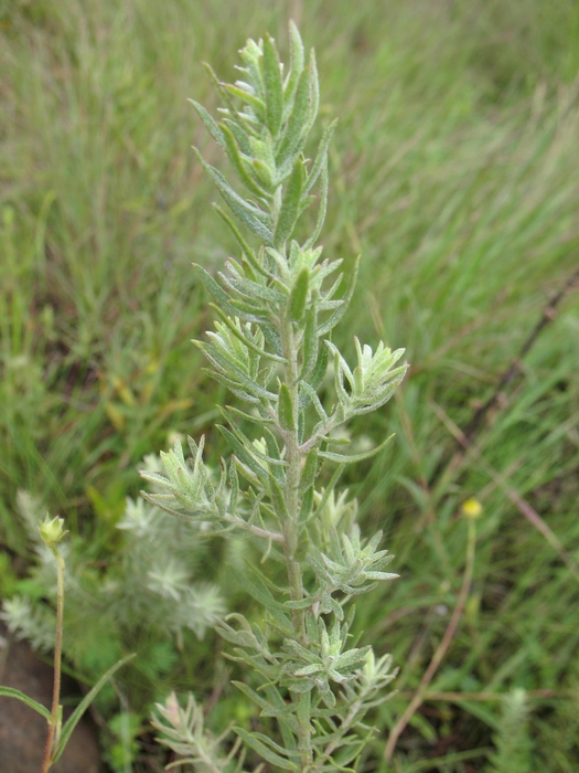 Baccharis napaea G.Heiden