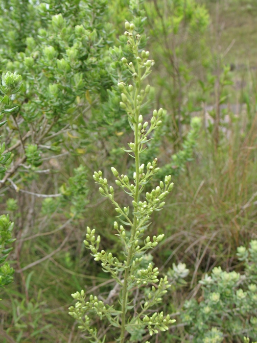 Baccharis napaea G.Heiden