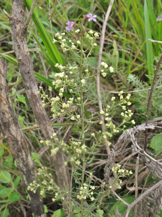 Baccharis napaea G.Heiden Baccharis napaea G.Heiden