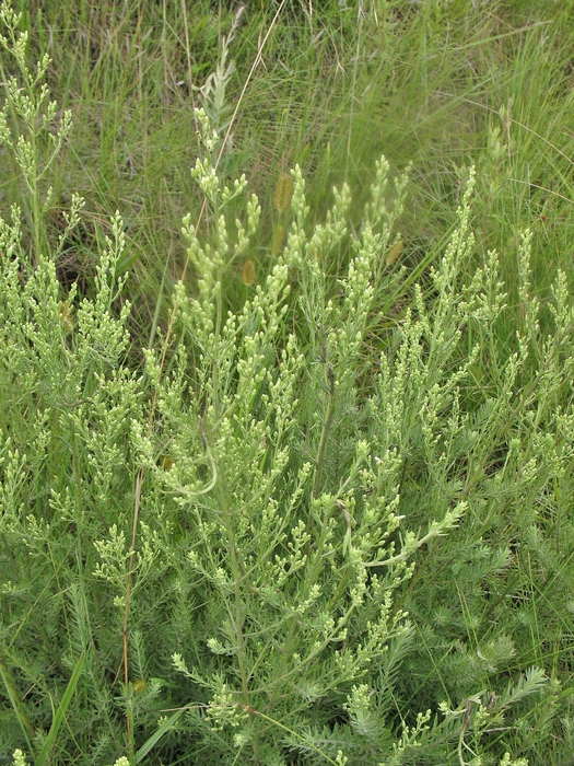 Baccharis napaea G.Heiden Baccharis napaea G.Heiden