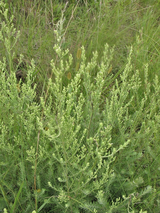 Baccharis napaea G.Heiden