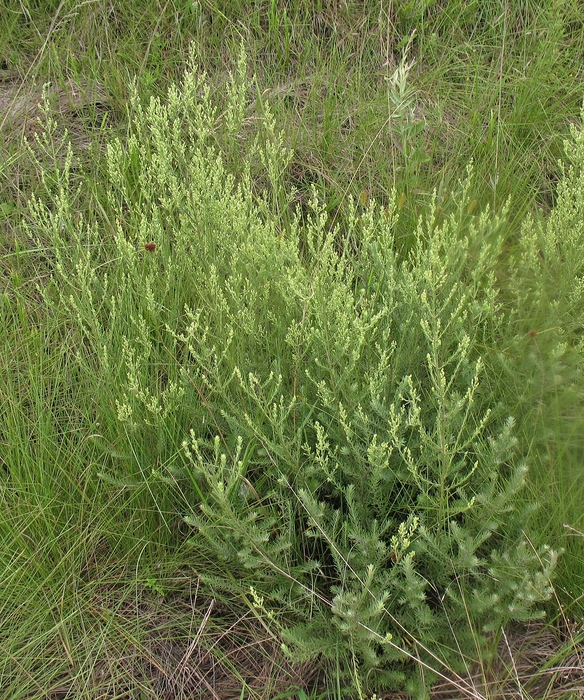 Baccharis napaea G.Heiden