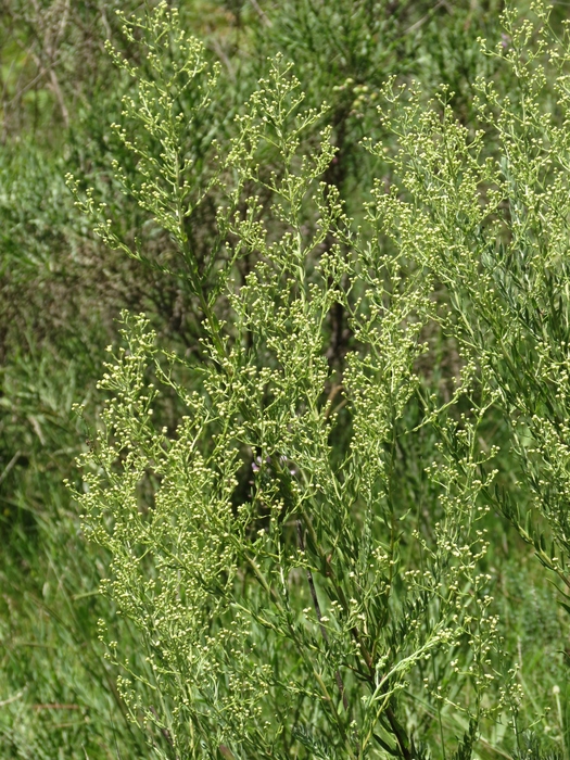 Baccharis napaea G.Heiden Baccharis napaea G.Heiden