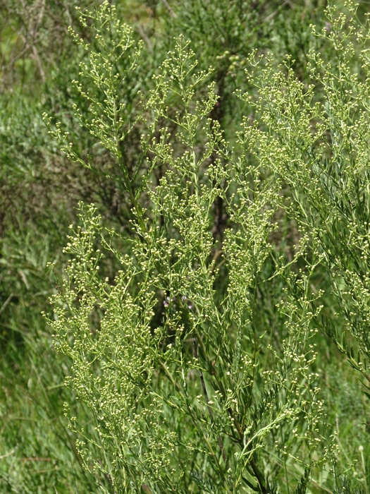 Baccharis napaea G.Heiden