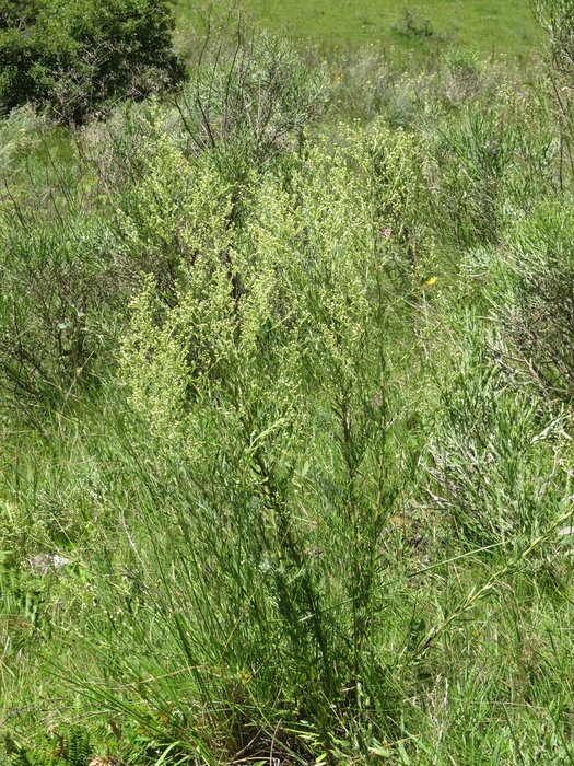 Baccharis napaea G.Heiden Baccharis napaea G.Heiden